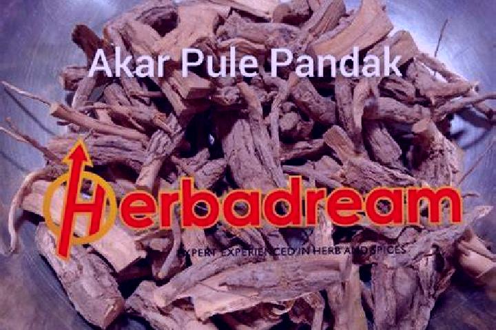 Jade, 36 — Escort in Pandak, Indonesia