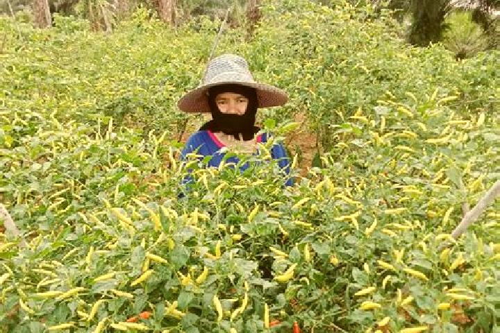Jade, 37 — Escort in Petani, Indonesia