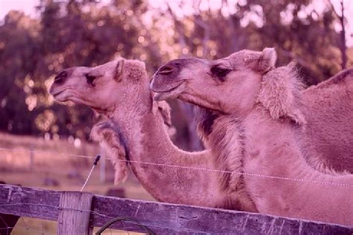 Jade, 38 — Escort in Dromedary, Australia