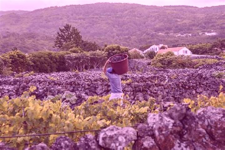 Jade, 39 — Escort in Biscoitos, Portugal