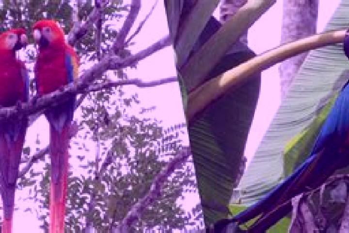 Kinsley, 27 — Escort in Guacamayas, Colombia