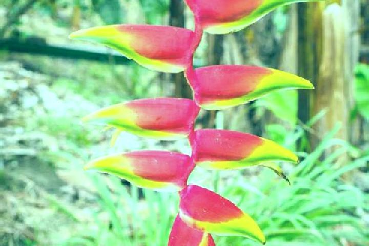 Kinsley, 28 — Escort in Heliconia, Colombia