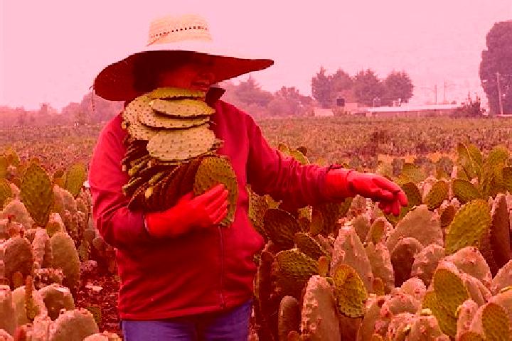 Kinsley, 30 — Escort in La Nopalera, Mexico
