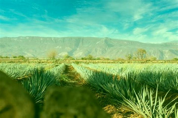 Kinsley, 32 — Escort in Chimaltitan, Mexico