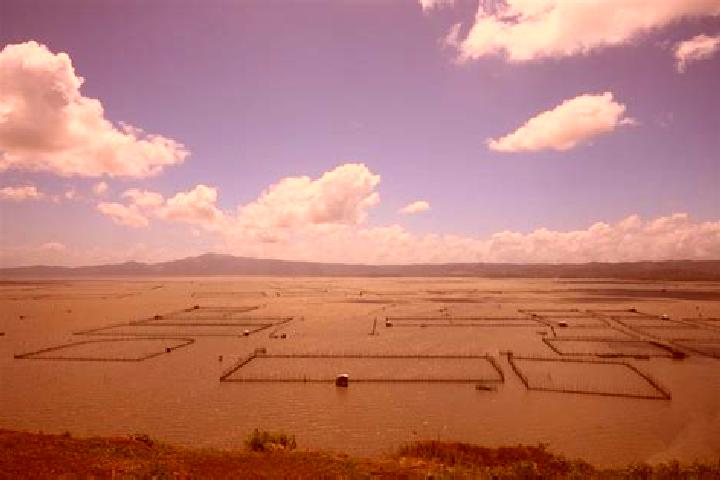 Kinsley, 36 — Escort in Laguna de Santa Rita, Mexico