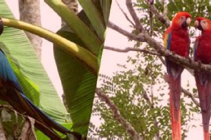 Kinsley, 37 — Escort in Guacamayas, Colombia