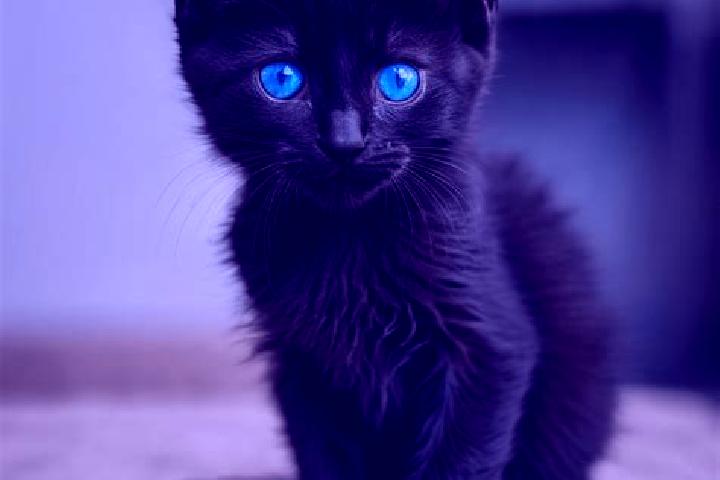 Layla, 28, a black blue-eyed mediterranean companion based in Cloverly. Offering Party Girl, Tantra, Duos, Striptease, Roleplay. Available for incall and out...