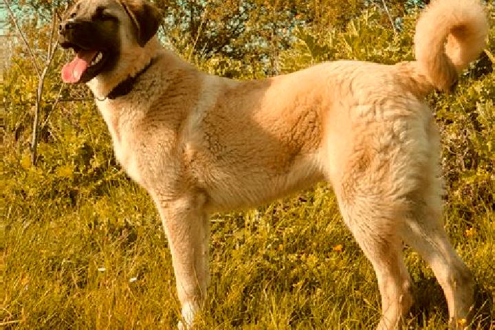 Layla, 31 — Escort in Kangal, Turkey