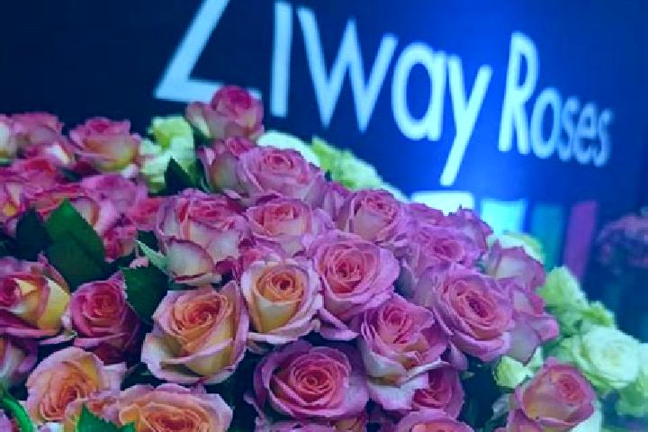Layla, 32 — Escort in Ziway, Ethiopia