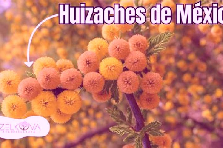 Layla, 33 — Escort in El Huizache, Mexico
