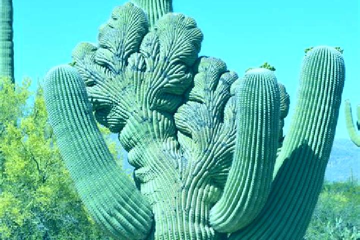 Lillian, 21 — Escort in Cactus Forest, United States