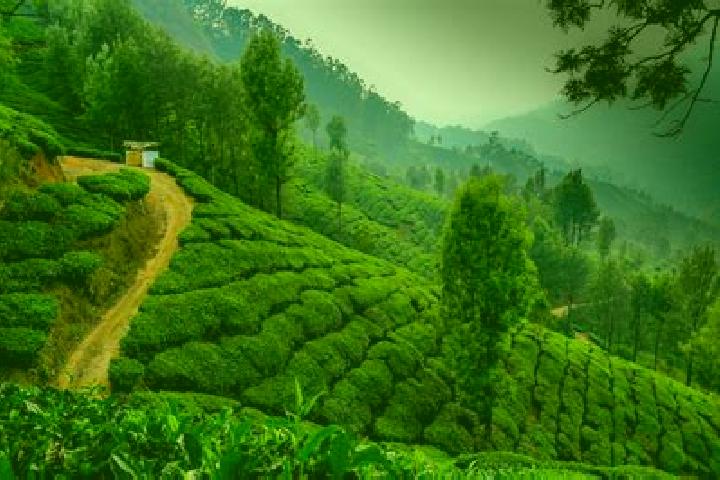 Lillian, 23 — Escort in Munnar, India