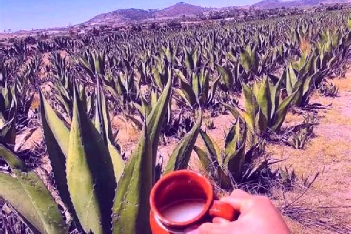 Lillian, 30 — Escort in San Lucas del Pulque, Mexico