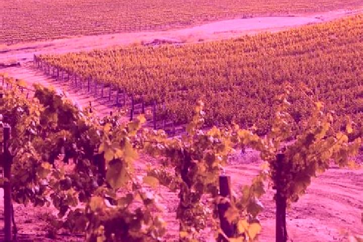 Lillian, 33 — Escort in Vineyard, Australia