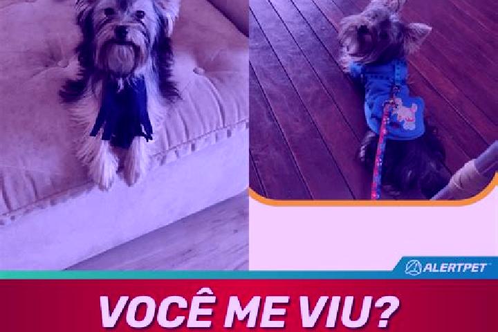 Lily, 20 — Escort in Alvinlandia, Brazil