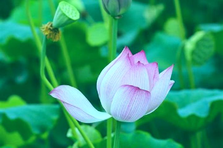Lily, 21 — Escort in Wufu, China
