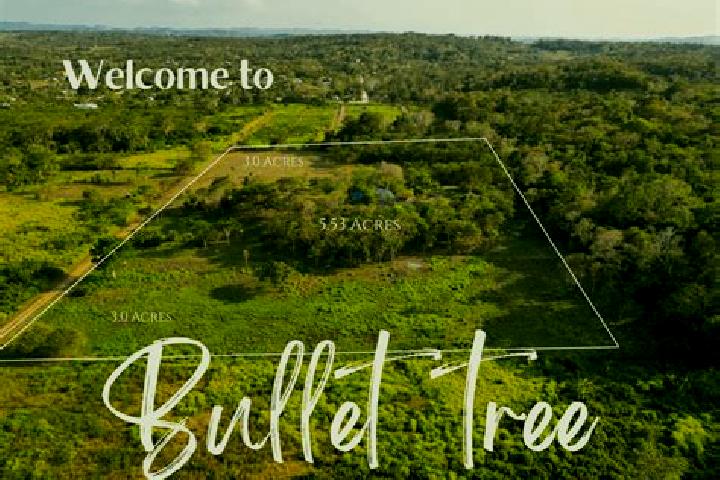 Lily, 23 — Escort in Bullet Tree Falls, Belize