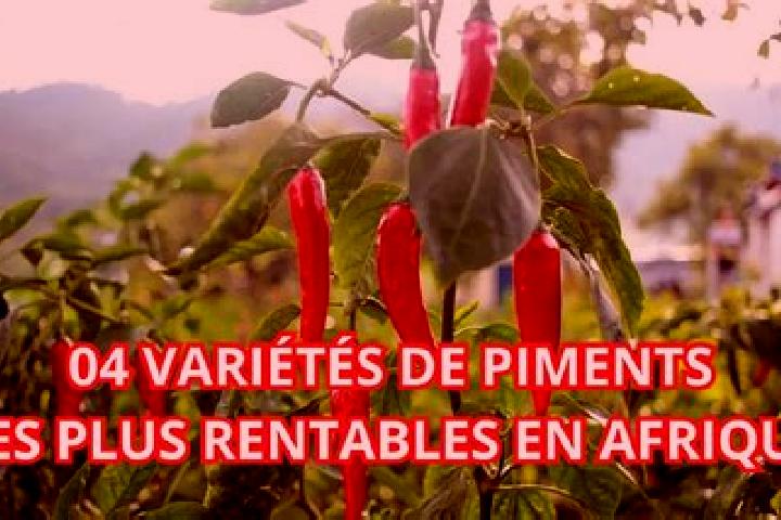 Lily, 24 — Escort in Port-a-Piment, Haiti