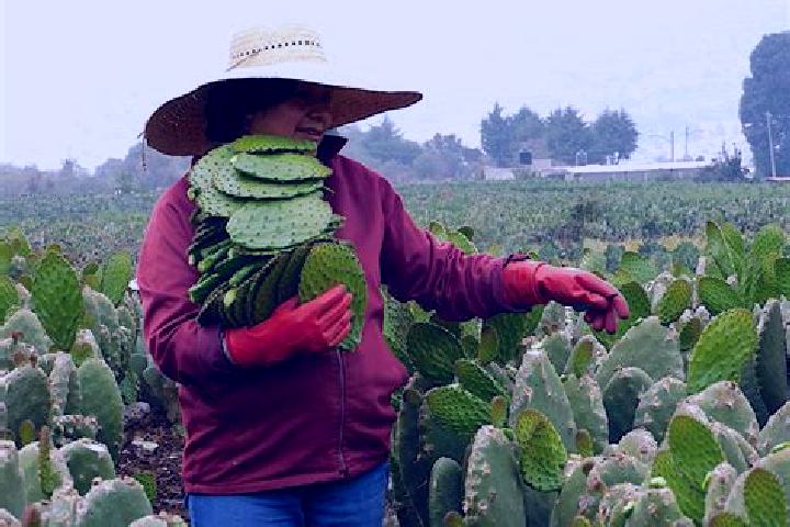 Lily, 25 — Escort in Nopalera, Mexico