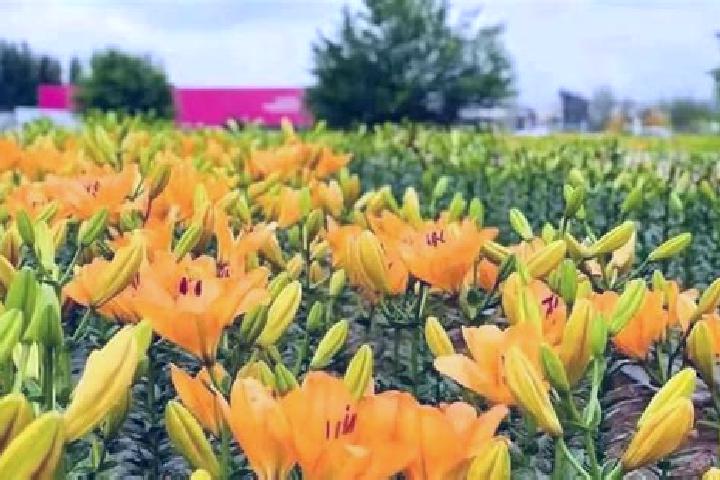 Lily, 26 — Escort in Xilaiqiao, China