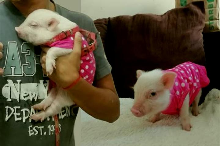 Lily, 32 — Escort in El Pig, Mexico