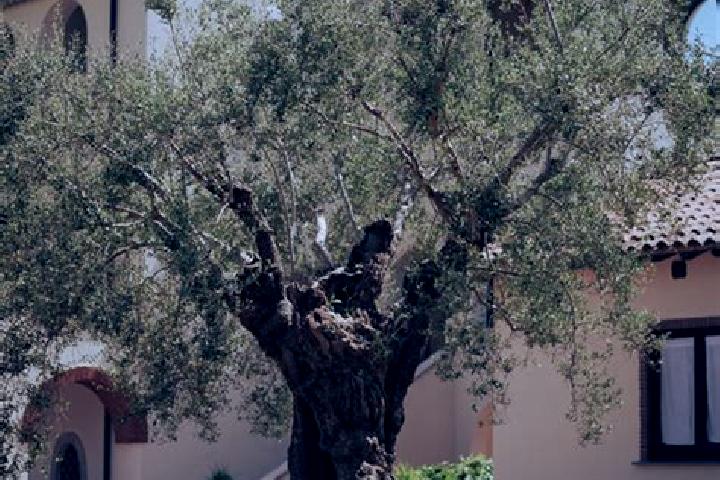 Lily, 33 — Escort in Dragoni, Italy