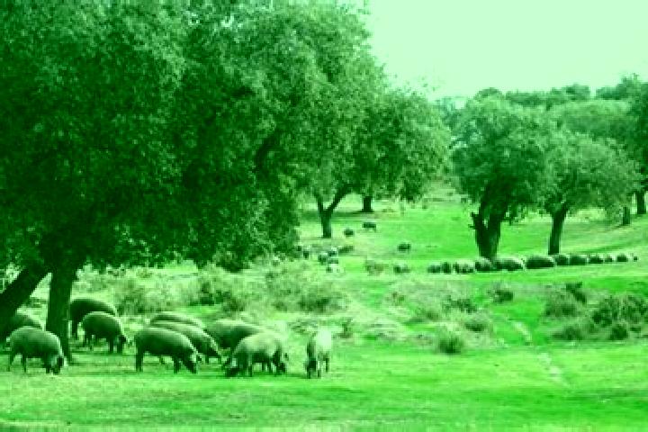 Lily, 35 — Escort in Dehesa de Montejo, Spain