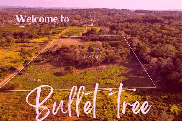 Lily, 36 — Escort in Bullet Tree Falls, Belize