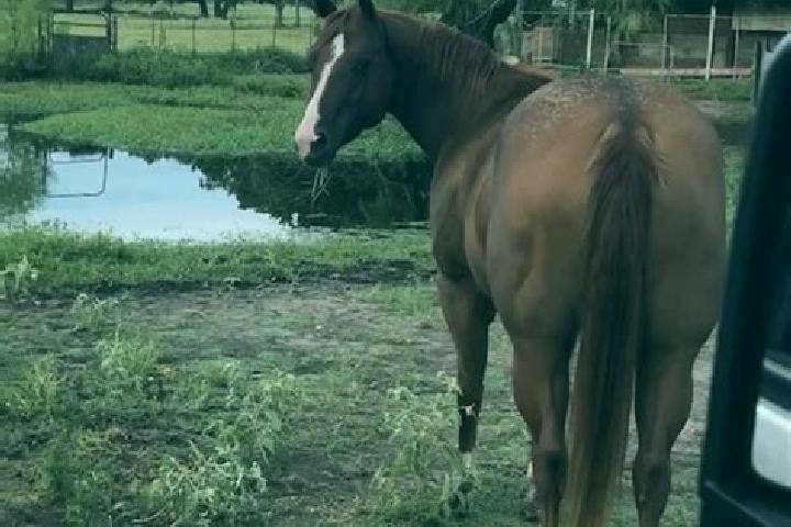 Lily, 36 — Escort in El Jacal, Mexico