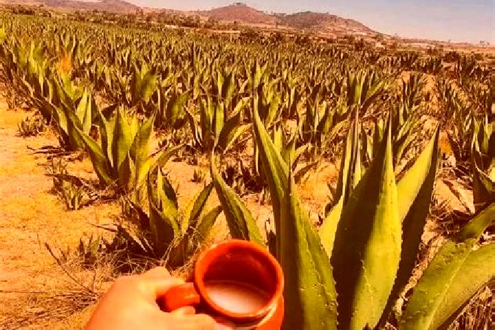 Lily, 37 — Escort in San Lucas del Pulque, Mexico
