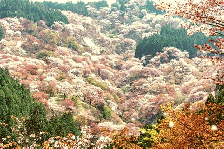 Lily, 37 — Escort in Settsu, Japan