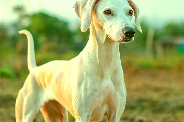 Lucy, 22, a auburn grey-eyed indian companion based in Rajapalayam. Offering OWO, Girlfriend Experience, 69. Available for incall and outcall, overnight book...