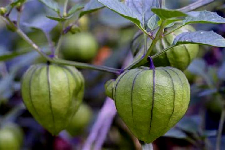 Lucy, 22 — Escort in Tomatillo, Mexico