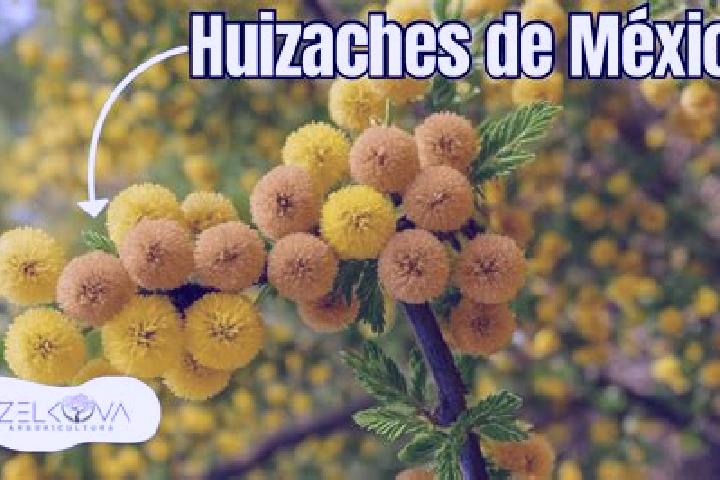 Lucy, 31 — Escort in El Huisache, Mexico