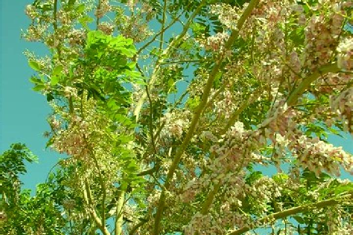 Lucy, 32 — Escort in El Cocuite, Mexico