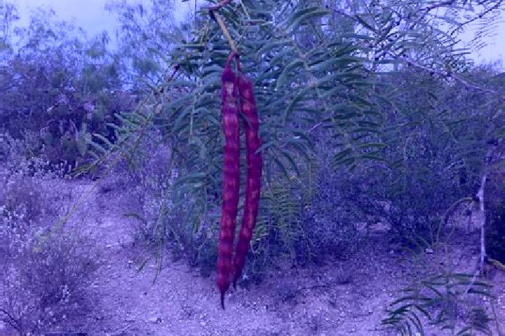 Lucy, 35 — Escort in El Mezquitillo, Mexico