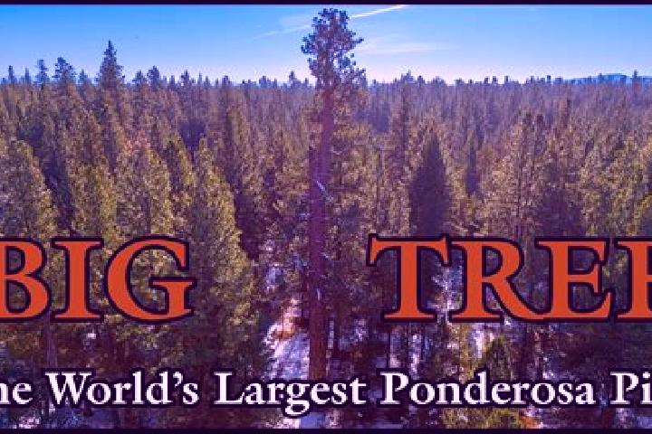 Lucy, 36 — Escort in Ponderosa Pine, United States