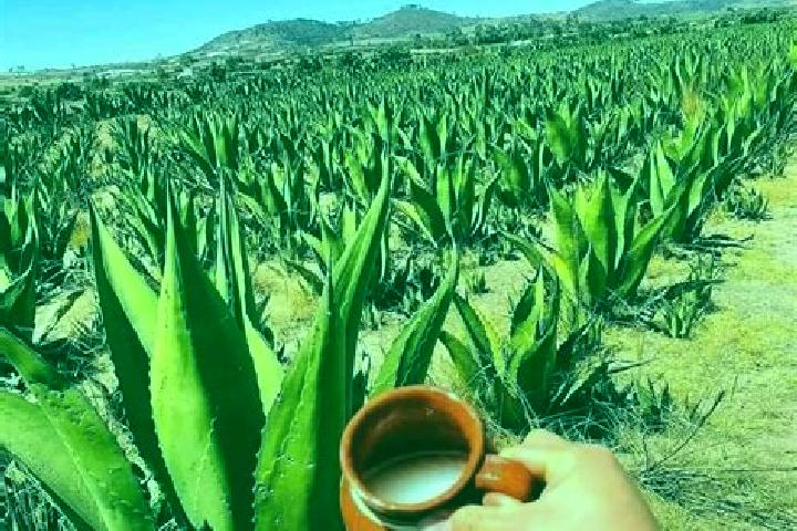 Lucy, 36 — Escort in San Agustin del Pulque, Mexico