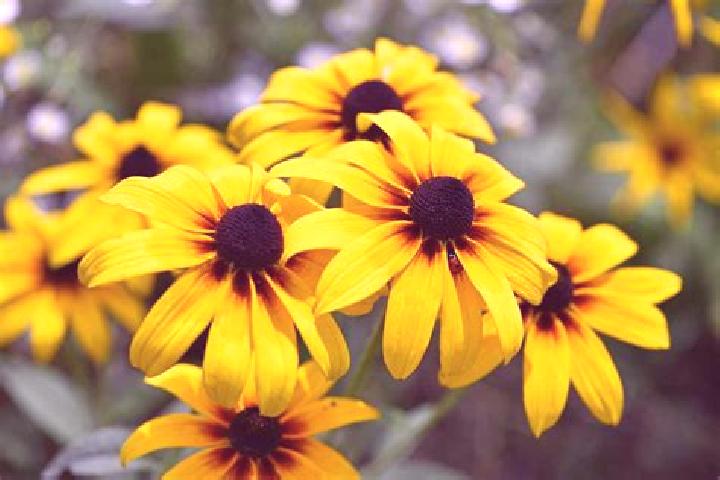 Lucy, 39, a black brown-eyed ebony companion based in Leaburu. Offering BDSM, Travel Companion, CIM. Available for incall and outcall, overnight bookings ava...