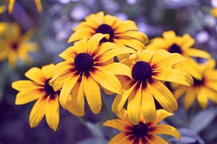 Luna, 26, a red dark-eyed ebony companion based in Huangcaotuo. Offering Deep French Kissing, GFE, Fetish, Domination, Dinner Date. Available for incall and ...