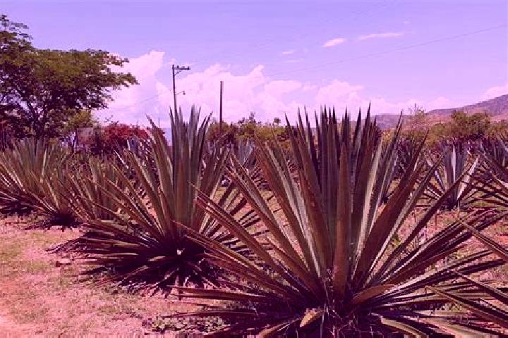 Luna, 26 — Escort in Santa Catarina Minas, Mexico