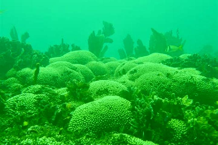 Luna, 27 — Escort in Forest Reefs, Australia
