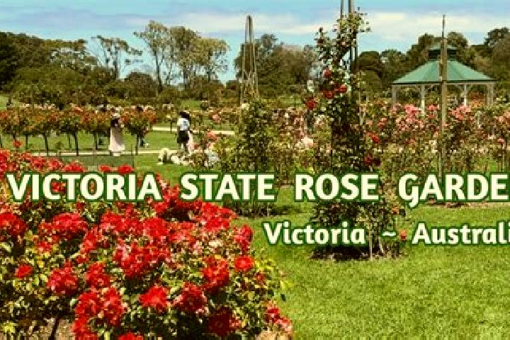 Luna, 27 — Escort in Rose Park, Australia