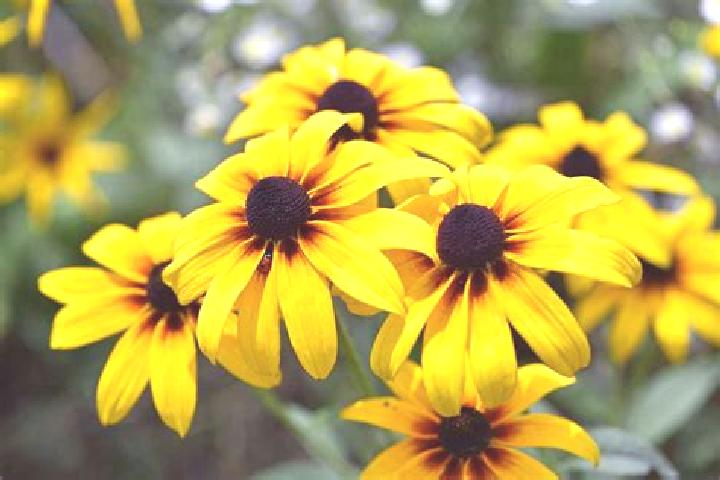 Luna, 29, a black grey-eyed european companion based in Palmito. Offering Massage, GFE, Deep French Kissing, Couples. Available for incall and outcall, overn...