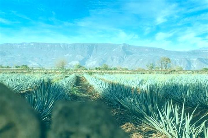 Luna, 29 — Escort in Chimaltitan, Mexico