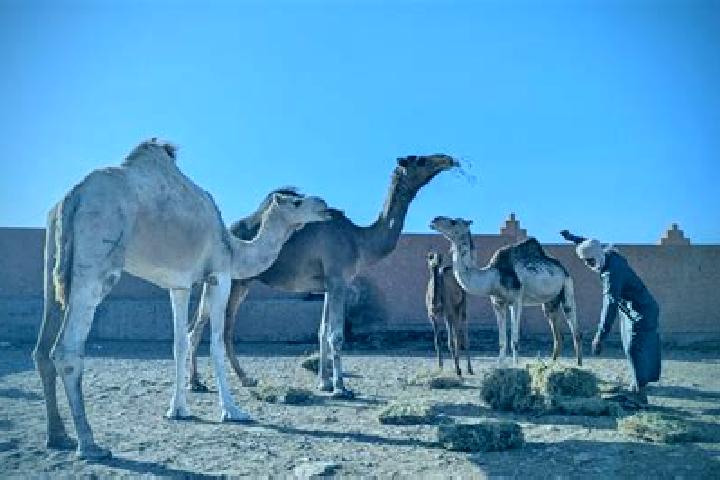 Luna, 30 — Escort in Guelmim, Morocco