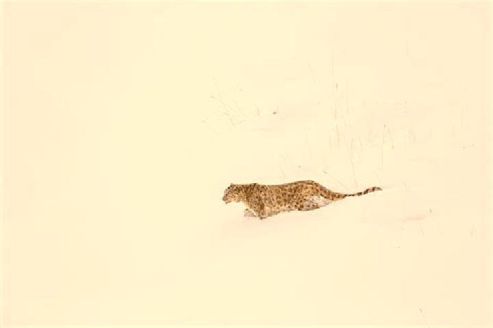 Luna, 30 — Escort in Snow, Belarus