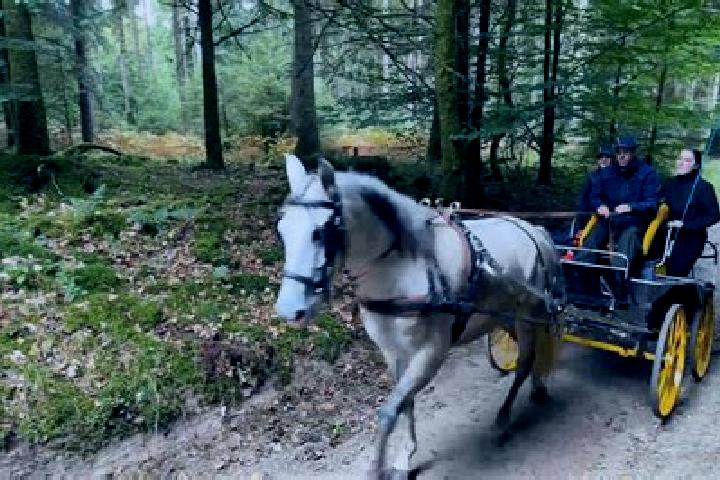 Luna, 35 — Escort in Grandmenil, Belgium