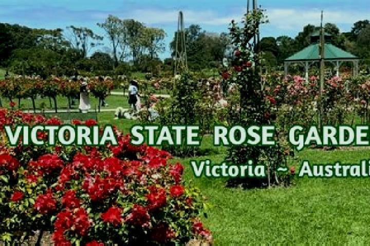 Luna, 36 — Escort in Rose Park, Australia