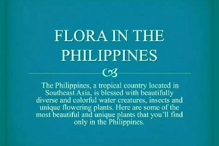 Luna, 39 — Escort in Camp Flora, Philippines